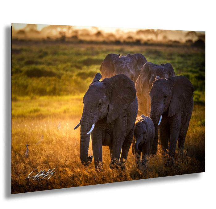 A family of elephants walking together in a grassy field during sunset.