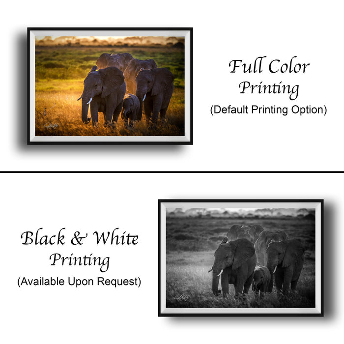 The image is a collage of two framed photographs. The top photograph is a full color print of a group of elephants in a grassy field, while the bottom photograph is a black and white print of the same group of elephants.
