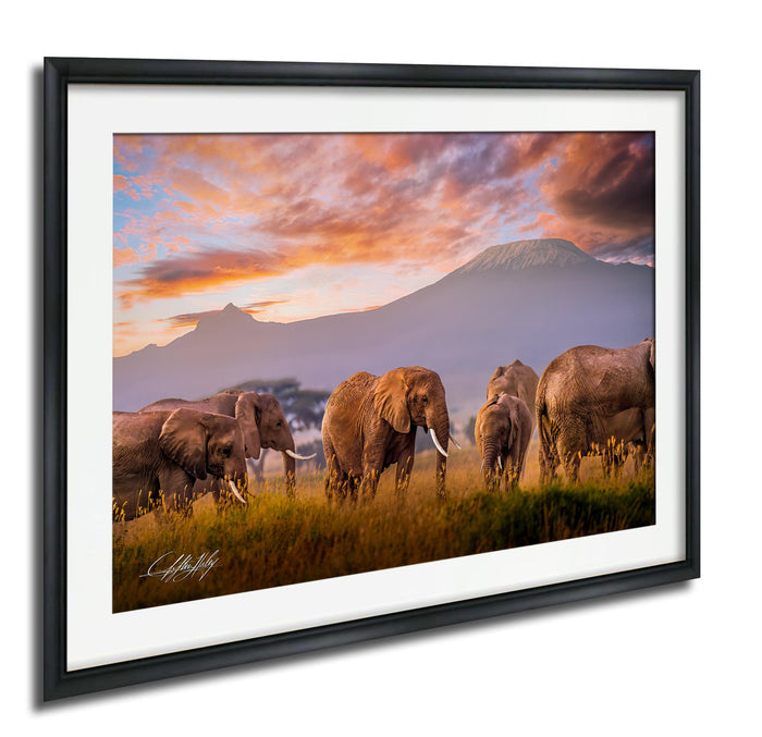 A group of elephants walking through a grassy field with mountains in the background, under a colorful sunset sky.
