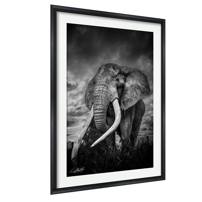 A majestic elephant stands in a grassy field, its large tusks and trunk prominently displayed against a dramatic cloudy sky.