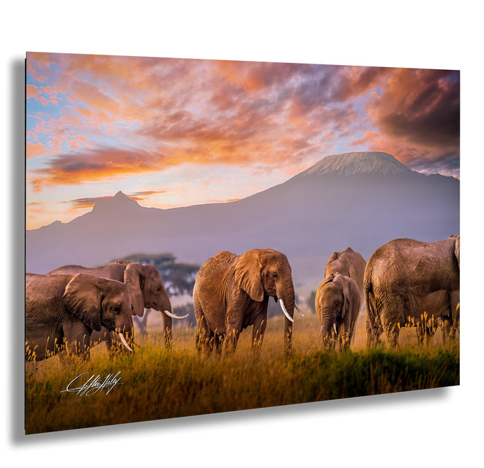 wildlife photography, Amboseli elephants, Kenya safari, African sunrise, Maasai culture, elephant conservation, African wildlife