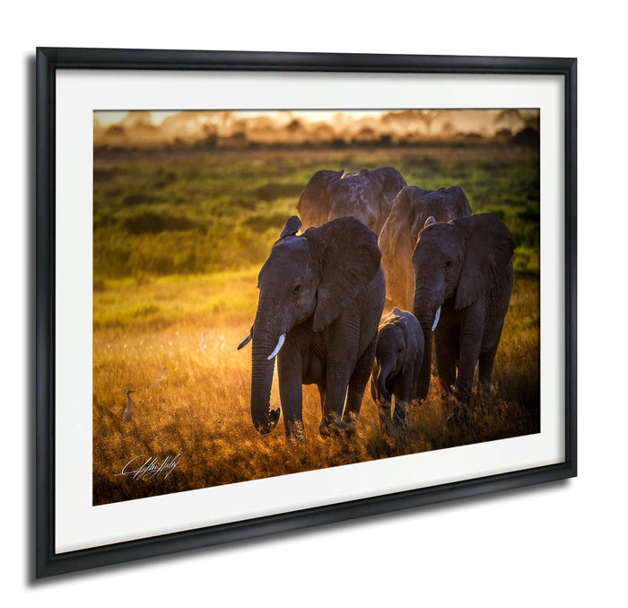 A family of elephants walking together in a grassy field during sunset.