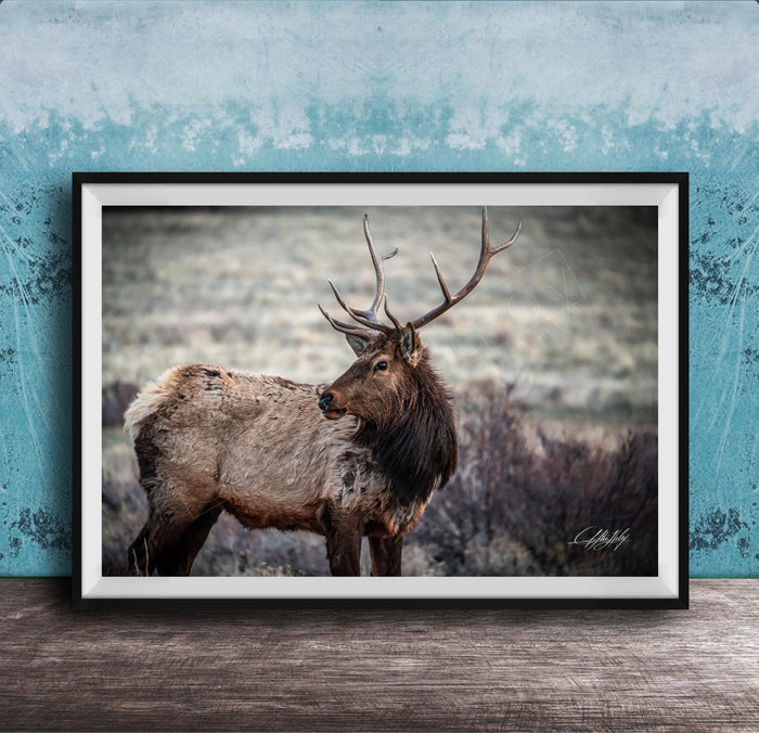 A framed photograph of a majestic elk standing in a field, with its large antlers and fur prominently displayed.