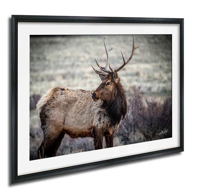 A majestic elk stands in a field, its large antlers reaching towards the sky.