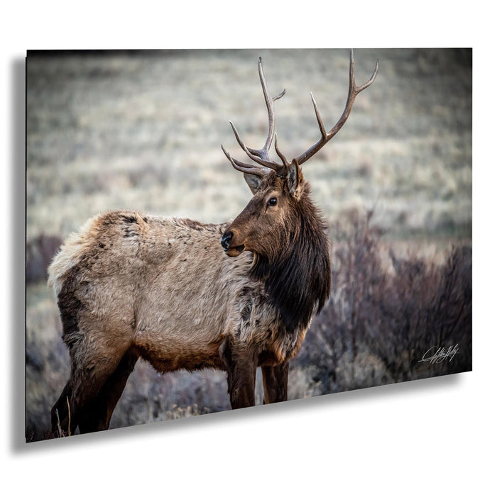 A majestic elk stands in a field, its large antlers reaching towards the sky.