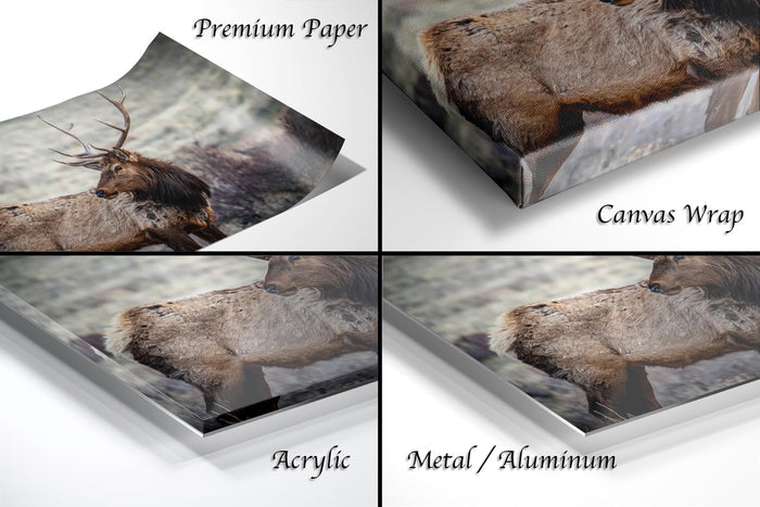 The image is a collage of four photographs depicting a deer in various settings, including a close-up of the deer's antlers, a close-up of the deer's body, and a close-up of the deer's face.
