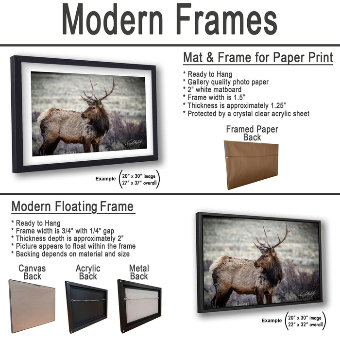 a picture of a deer and a picture of a moose