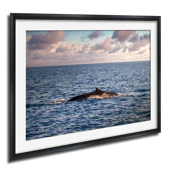 A framed photograph of a whale swimming in the ocean, with a cloudy sky in the background.