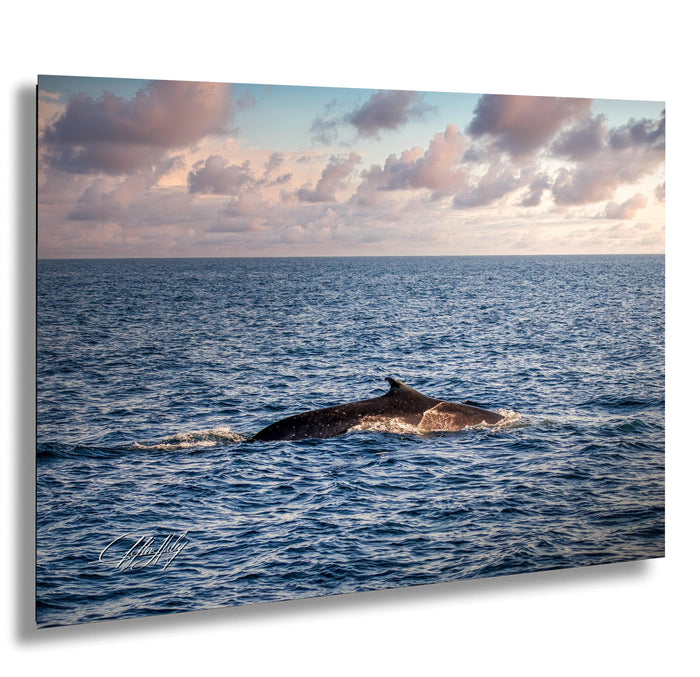 fin whale photo, Oceanside late afternoon, whale watching CA, marine photography, Oceanside coast, finback whale, ocean photography, Pacific wildlife, whale migration photo, marine life capture, whale watching trip, golden hour photography, coastal