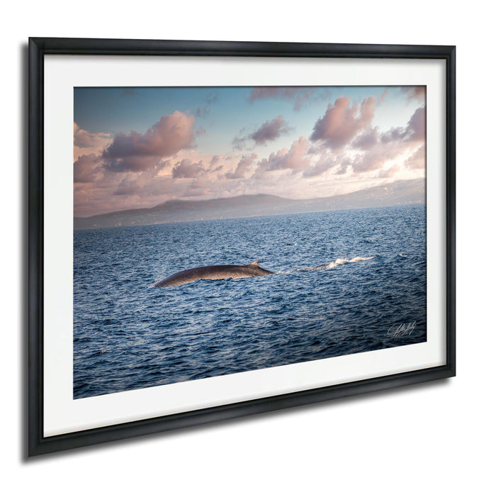 A framed photograph depicting a whale swimming in the ocean, with a cloudy sky in the background.