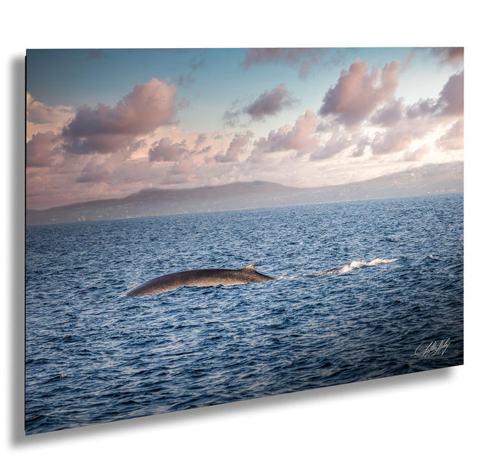 A large whale glides gracefully through the deep blue ocean, its sleek form cutting through the water as it moves towards the right side of the frame. The sky above is a beautiful canvas of pink and orange hues, with wispy clouds adding depth and texture to the scene. The image is a captivating snapshot of nature's grandeur, showcasing the majestic beauty of the whale and the vast expanse of the ocean.