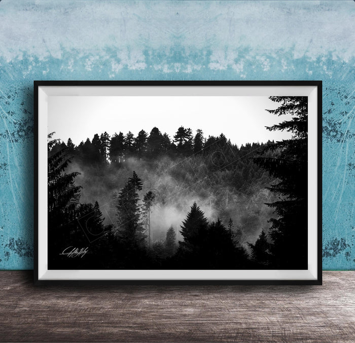 A black and white photograph of a forest landscape with misty mountains in the background.
