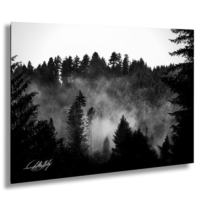 A black and white image depicting a forested landscape with a misty, hazy atmosphere.