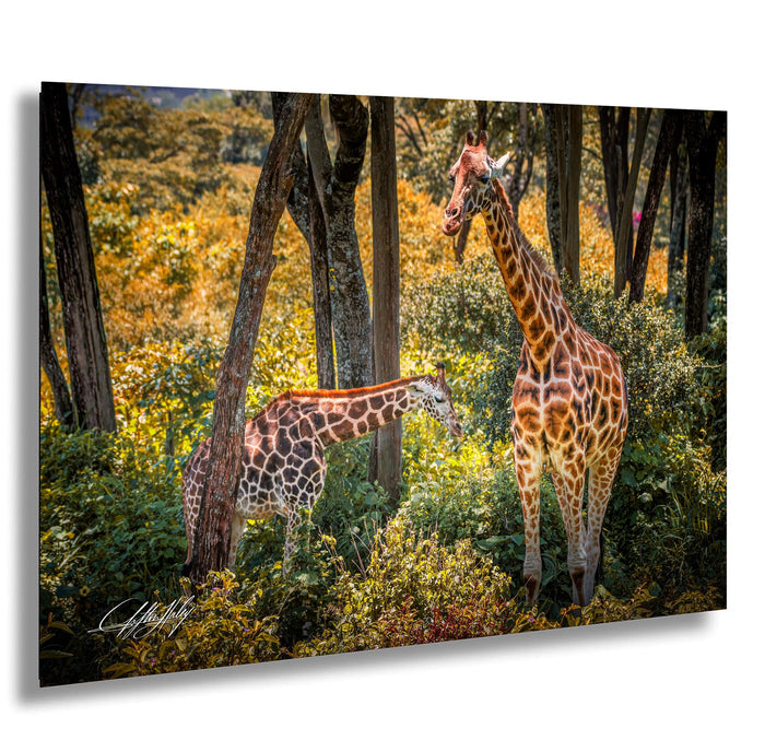 A mother giraffe and her calf standing in a lush, green forest with trees and foliage surrounding them.