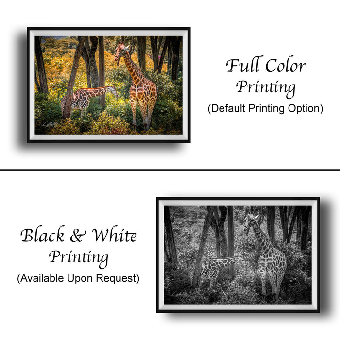 The image is a collage of two framed photographs. The top photograph is a full color print of two giraffes in a forest, while the bottom photograph is a black and white print of the same two giraffes in the same forest.