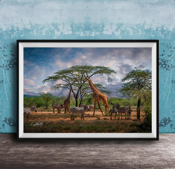 A framed photograph depicting a group of zebras and giraffes in a natural setting, with a tree in the foreground and a cloudy sky in the background.