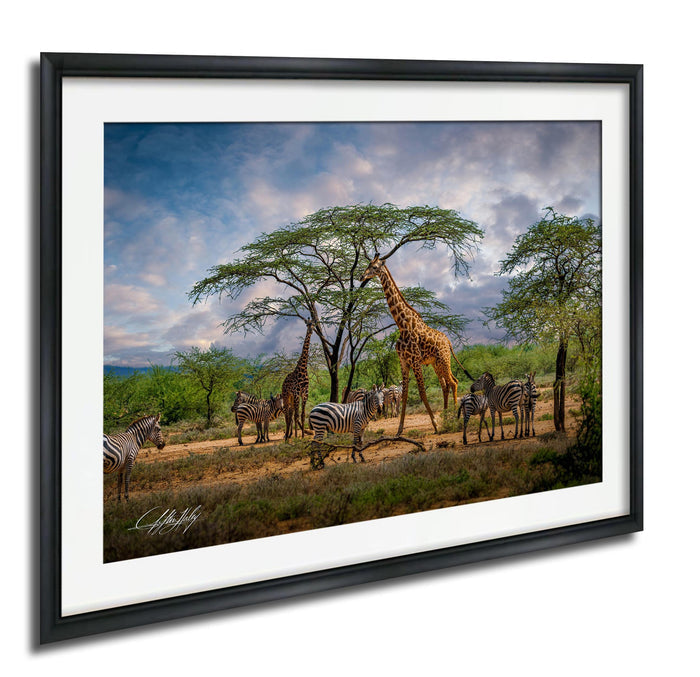 A framed photograph depicting a group of giraffes and zebras in a natural setting, with a tree in the background.