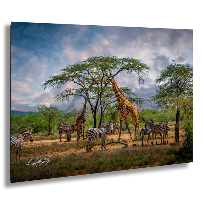 Maasai Mara wildlife, giraffes in Kenya, zebra herd Africa, acacia tree sunset, African safari photography, Kenya travel photography, Maasai culture, wildlife photography Africa, golden hour safari, African landscape, best wildlife shots, zebra and giraffe photo, nature photography Kenya