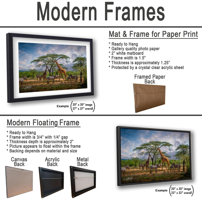 The image is a comparison of modern frames and floating frames for a print of a wildlife scene, including a giraffe and other animals in a natural setting.