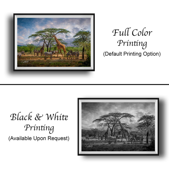 The image is a collage of two framed pictures. The top picture is a full-color print of a giraffe and zebras in a grassy field, while the bottom picture is a black and white print of the same scene. Both pictures are framed and available upon request.