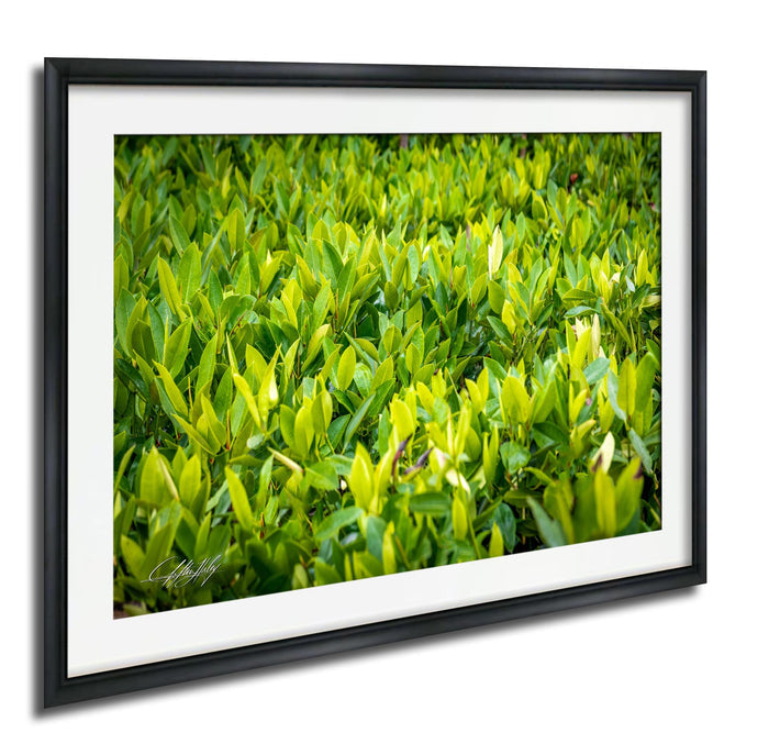 The image is a framed photograph of a lush, green plant with numerous leaves, creating a vibrant and natural scene.