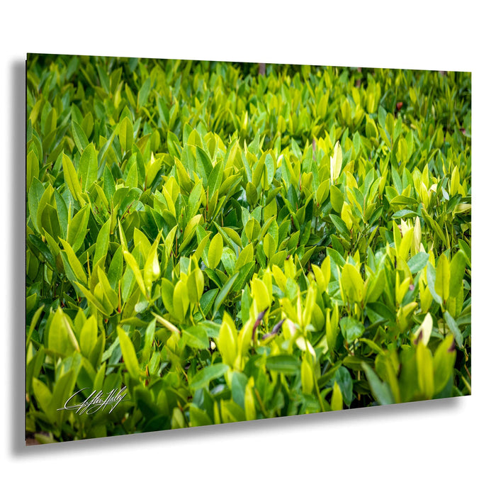 a lush, green field filled with numerous small, vibrant leaves.