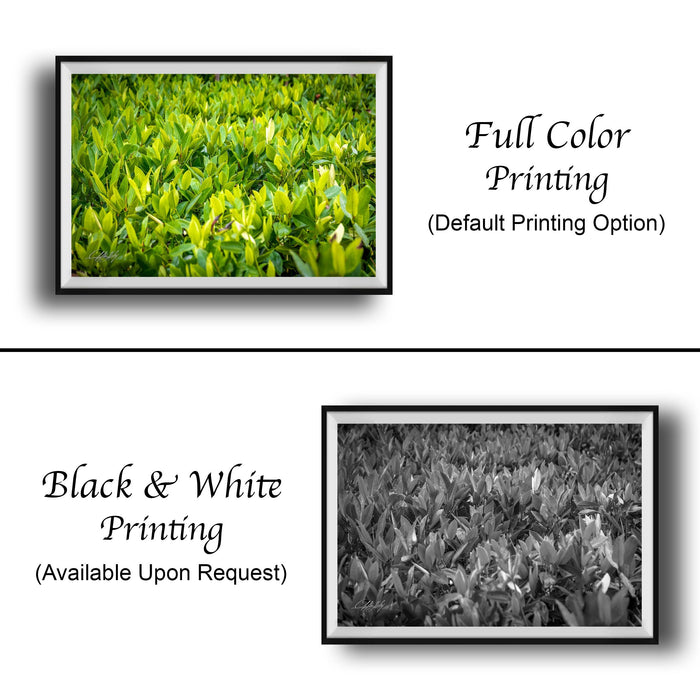 The image is a collage of two framed images. The top image is a full-color print of a lush green field, while the bottom image is a black and white print of the same field. The text below the images indicates that the full-color print is available upon request, and the black and white print is not.