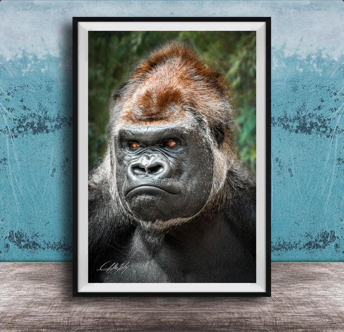 gorilla photography, silverback wall art, uganda jungle print, wildlife fine art, african nature decor, primate photo art, rainforest wall decor, safari home artwork, jungle wildlife print, gorilla portrait art, bwindi forest photo, african wilderness decor, nature lover gift, travel wall art, exotic wildlife image
