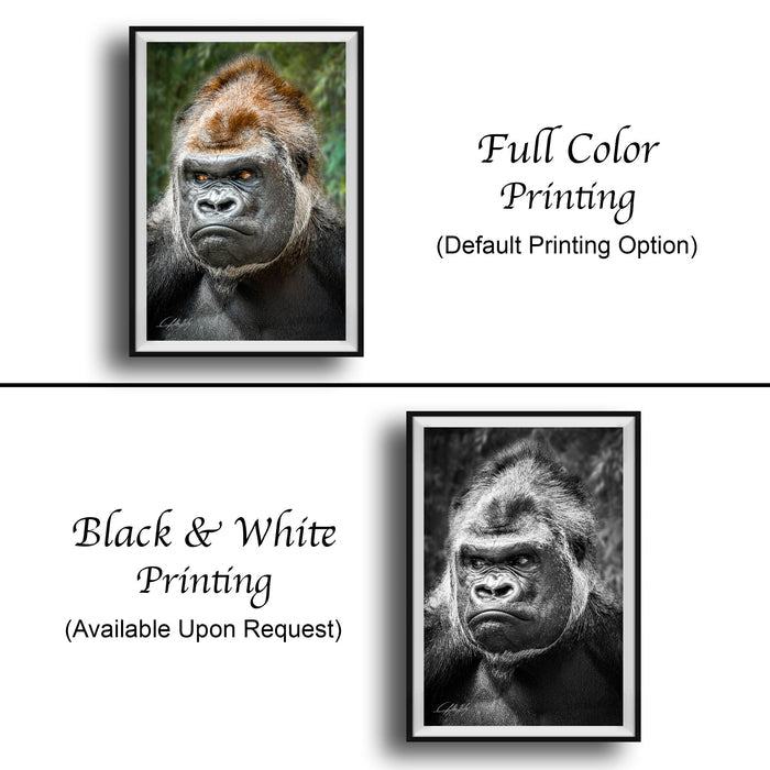 The image is a collage of two framed photographs. The top photograph is a black and white image of a gorilla, while the bottom photograph is a full color image of the same gorilla. The text below the images indicates that the full color printing is available upon request.