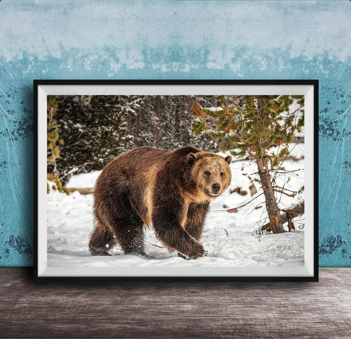 A brown bear walking through a snowy forest, with trees and snow-covered ground visible in the background.