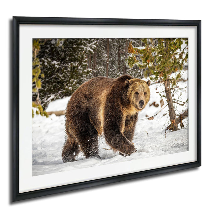 A large brown bear walking through a snowy forest.