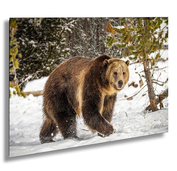 A large brown bear walking through a snowy forest, surrounded by snow-covered trees and branches.