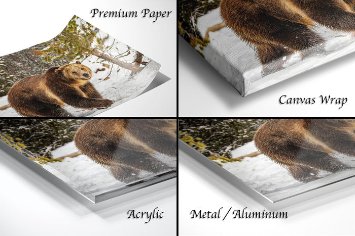 The image is a collage of four photos featuring a brown bear in various settings, including a snowy forest and a snowy landscape.