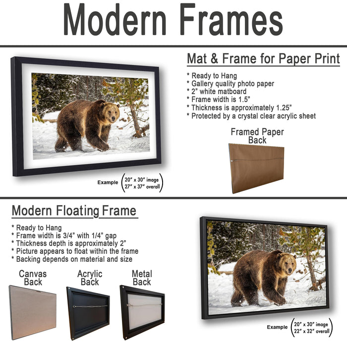 The image is a comparison of modern frames and floating frames for a photograph of a bear in a snowy forest. It displays two framed prints, one with a mat and frame and the other with a modern floating frame, both featuring the same bear in the snowy forest.
