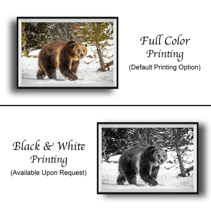 The image is a collage of two framed photographs. The top photograph is a black and white image of a bear walking through the snow, while the bottom photograph is a full color image of the same bear. The text below the images indicates that the full color printing is the default option, and that the black and white version is available upon request.