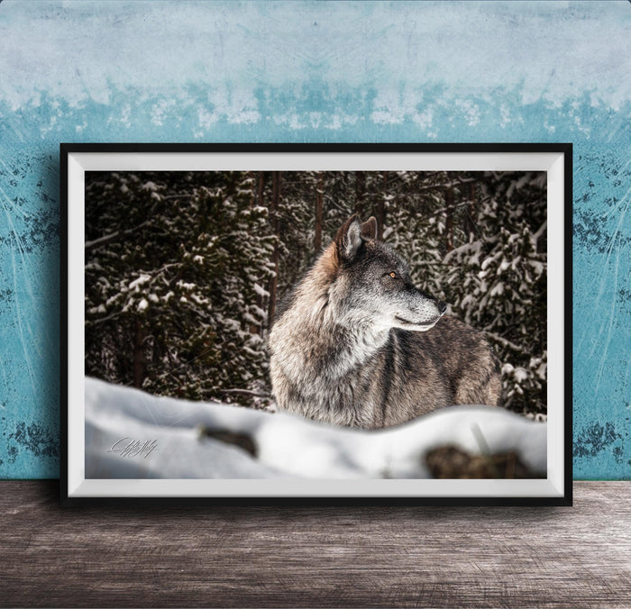 A gray wolf standing in a snowy forest, its gaze directed off to the side.