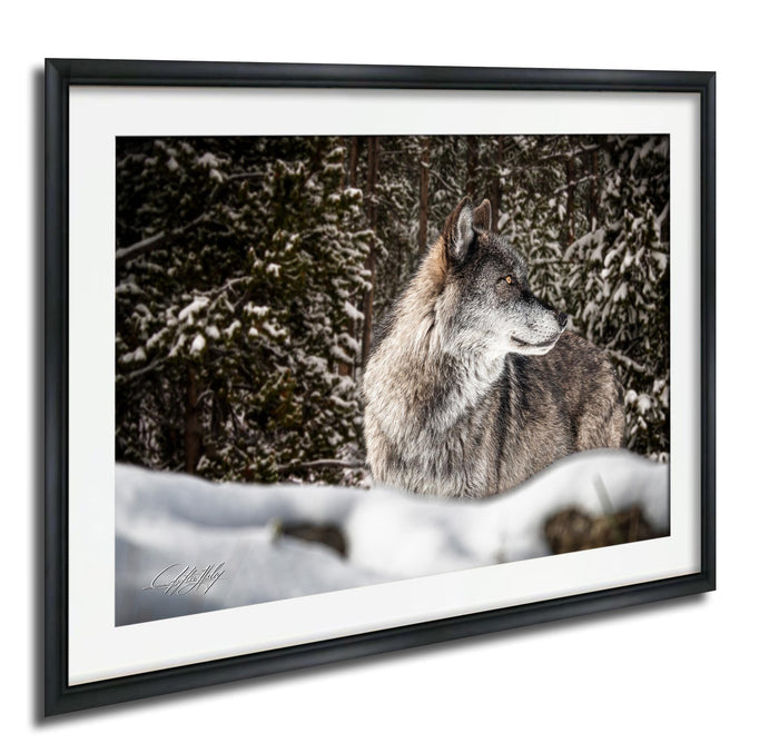 A gray wolf standing in a snowy forest, its gaze directed to the left.