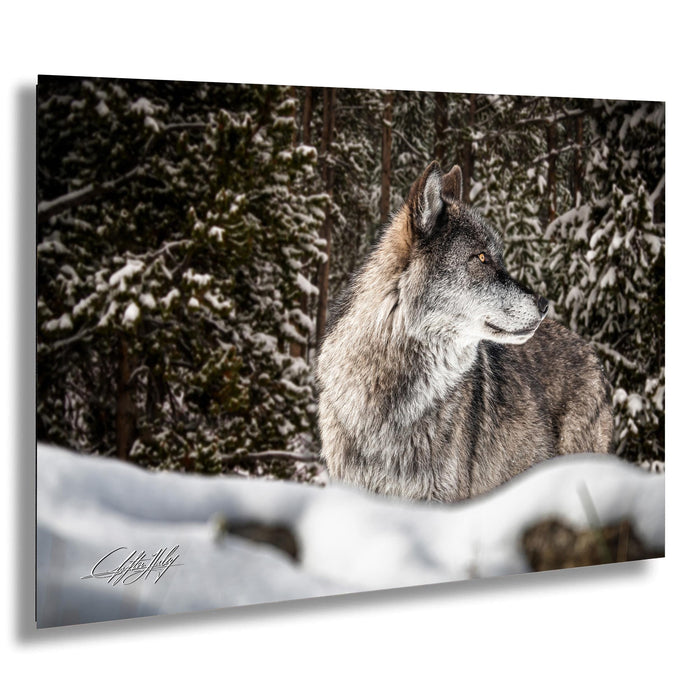 A gray wolf stands in a snowy forest, its gaze directed to the left.