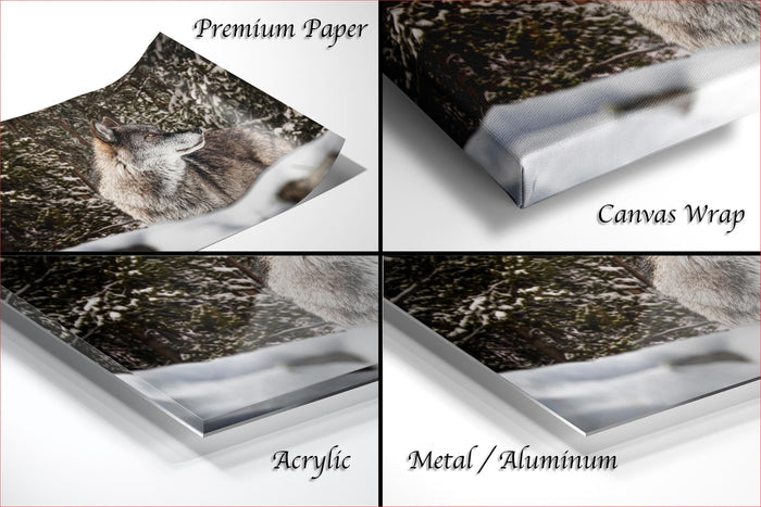 The image is a collage of four photos depicting a wolf in different settings, including a forest and a snowy landscape.