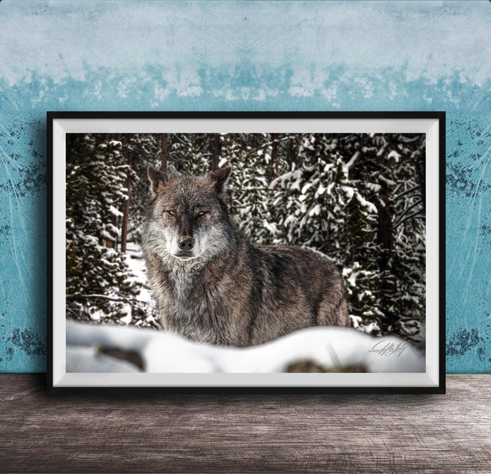 A gray wolf standing in a snowy forest, its eyes focused and alert.