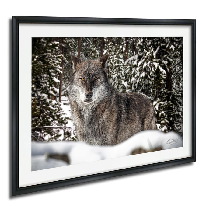 A gray wolf standing in a snowy forest, surrounded by snow-covered trees.