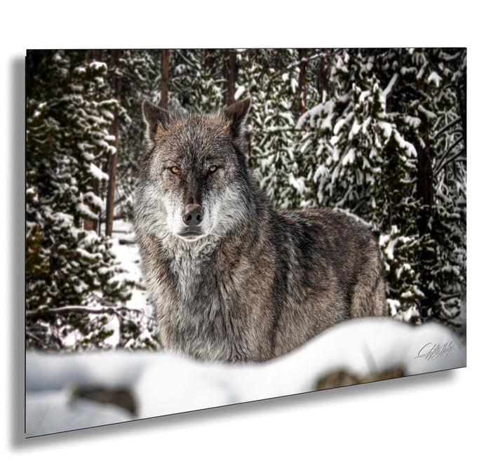 A wolf standing in a snowy forest, surrounded by snow-covered trees.