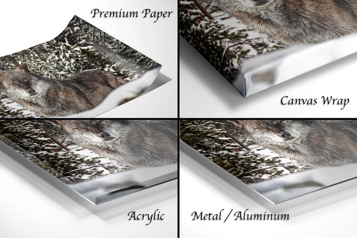 The image is a collage of four different views of a wolf in a snowy forest, each with a different material or finish, including acrylic, metal, and aluminum.
