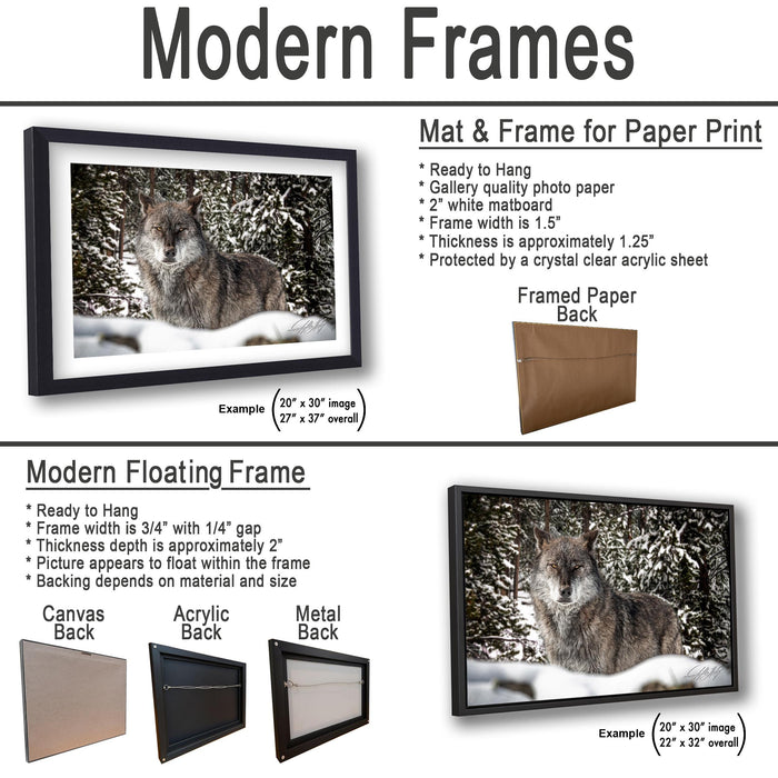 The image is a comparison of modern frames and floating frames for a photograph of a wolf in a snowy forest. The text provides information about the different frame options, such as mat and frame for paper print, modern floating frame, and acrylic and metal back.