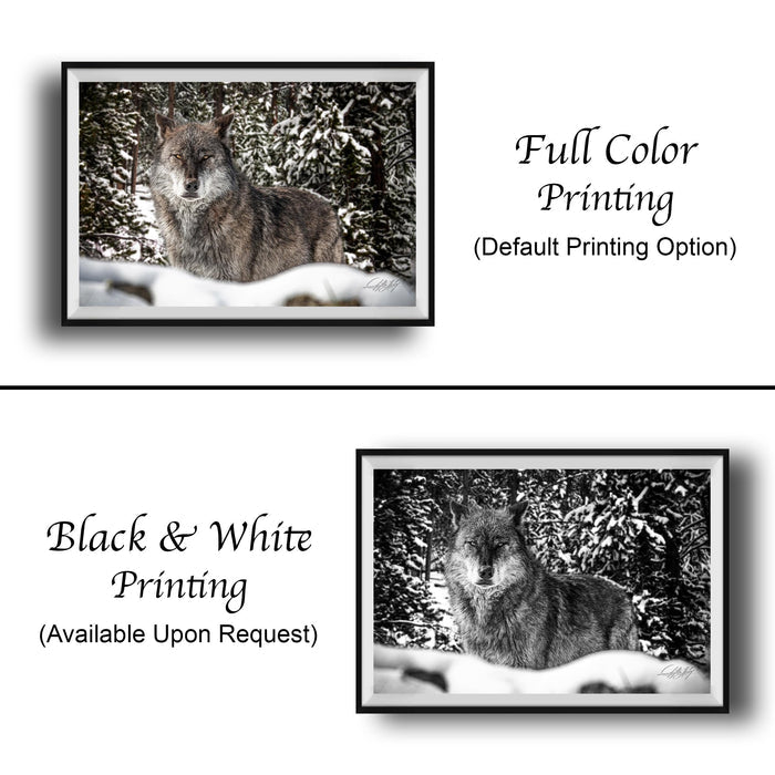 The image is a collage of two framed photographs. The top photograph shows a wolf in a snowy forest, while the bottom photograph depicts a wolf in a snowy forest. The bottom photograph is labeled as "Black & White Printing" and "Available Upon Request", indicating that the image is a standard print option for the viewer.