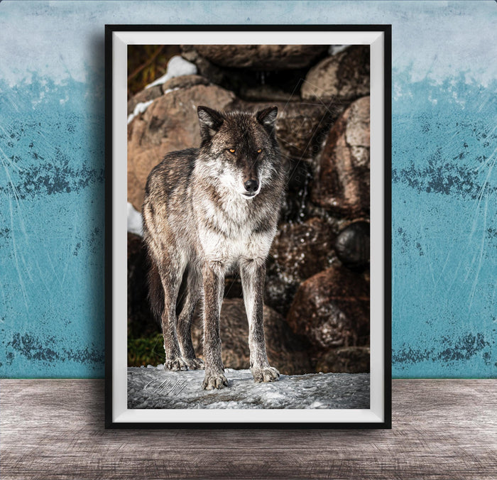 A gray wolf stands on a rock in a natural setting, with a blue wall in the background.