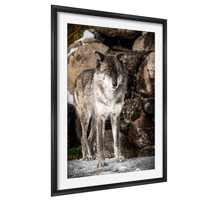 A gray wolf standing on a rock in a snowy environment.