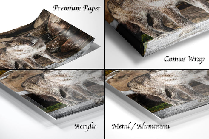 The image is a collage of four different views of a canvas wrap featuring a close-up of a cat's face.