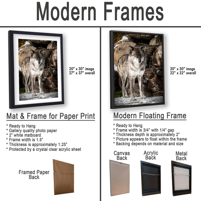 The image is a comparison of modern framed prints and modern floating frames for a photograph of a wolf. It displays the differences between the two types of frames, such as the mat and frame for paper print, the modern floating frame, and the canvas, acrylic, and metal back options.