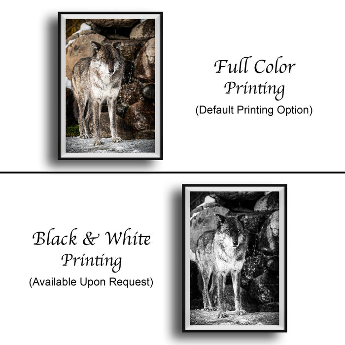 The image is a collage of two framed photographs. The top photograph is a black and white image of a wolf, while the bottom photograph is a full color version of the same wolf. The bottom photograph is labeled as "Full Color Printing (Default Printing Option)" and is described as "Black & White Printing (Available Upon Request)"